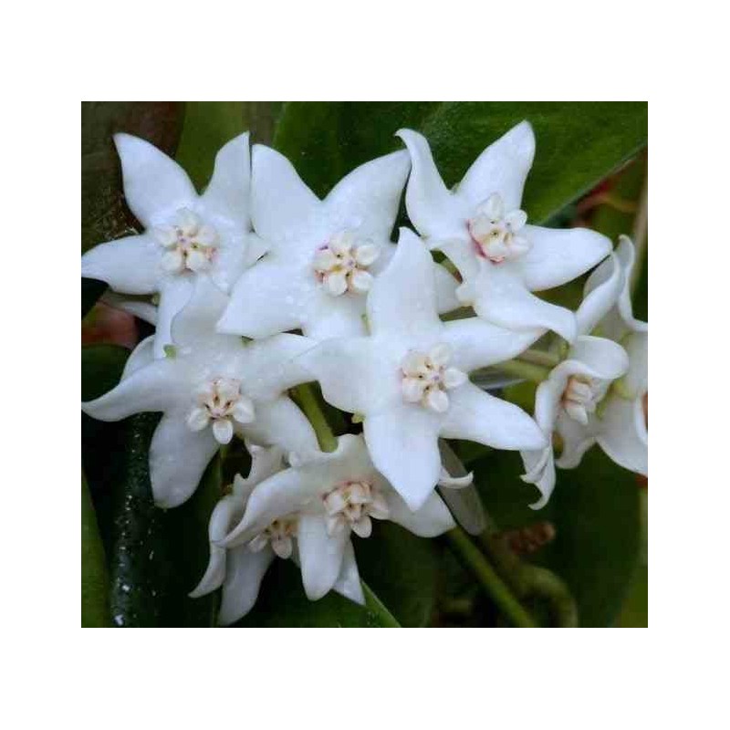 Hoya albiflora (Fleur de porcelaine, fleur de cire)