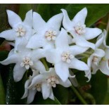 Hoya albiflora (Fleur de porcelaine, fleur de cire)