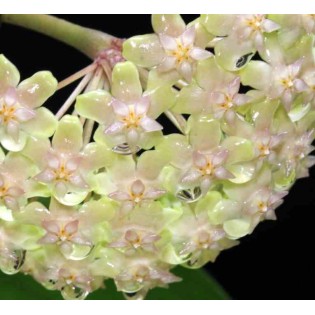 Hoya balaensis (Fleur de porcelaine, fleur de cire)