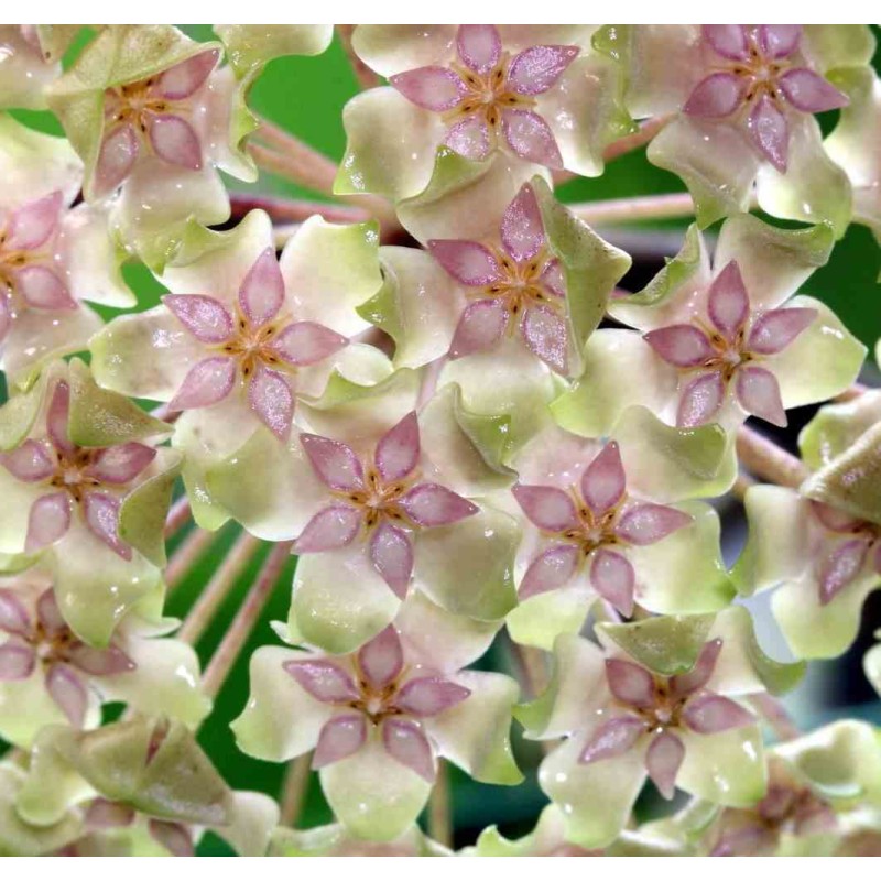 Hoya balaensis (Fleur de porcelaine, fleur de cire)