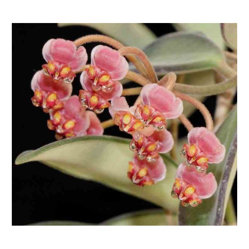 Hoya anncajanoae (Fleur de porcelaine, fleur de cire)