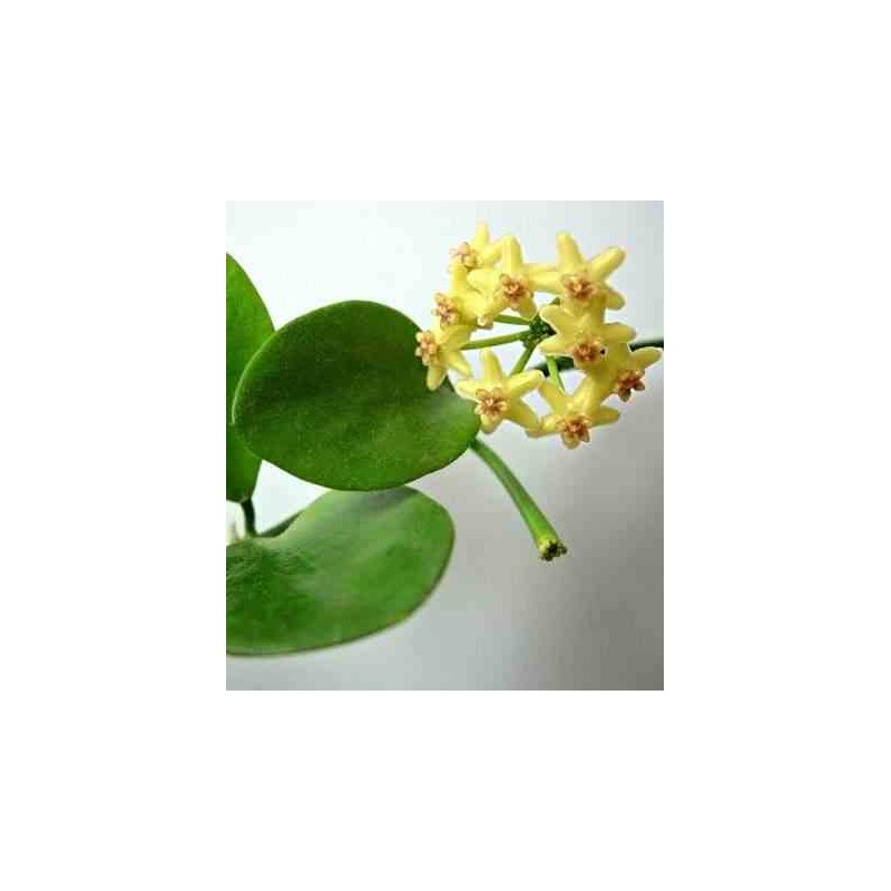 Hoya biakensis (Fleur de porcelaine, fleur de cire)