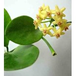 Hoya biakensis (Fleur de porcelaine, fleur de cire)