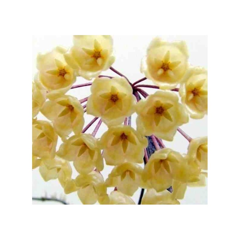 Hoya blashernaezii (Fleur de porcelaine, fleur de cire)