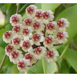 Hoya brevialata (Fleur de porcelaine, fleur de cire)