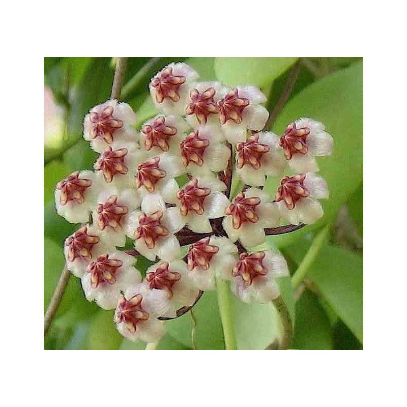 Hoya brevialata (Fleur de porcelaine, fleur de cire)
