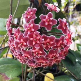 Hoya carnosa (fleurs rouge) (Fleur de porcelaine, fleur de cire)