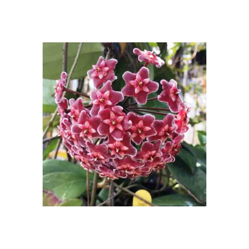 Hoya carnosa (fleurs rouge) (Fleur de porcelaine, fleur de cire)