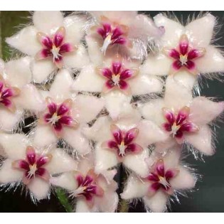 Hoya caudata (Fleur de porcelaine, fleur de cire)