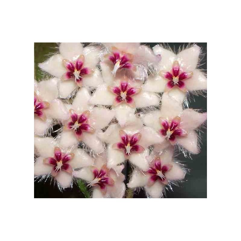 Hoya caudata (Fleur de porcelaine, fleur de cire)