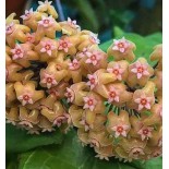 Hoya chuniana (Fleur de porcelaine, fleur de cire)