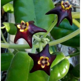 Hoya ciliata (Fleur de porcelaine, fleur de cire)