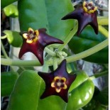 Hoya ciliata (Fleur de porcelaine, fleur de cire)