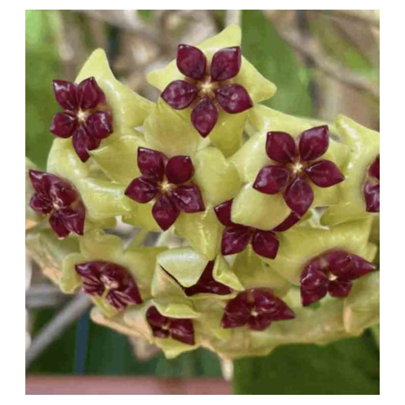 Hoya cinnamomifolia (Fleur de porcelaine, fleur de cire)