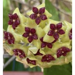 Hoya cinnamomifolia (Fleur de porcelaine, fleur de cire)