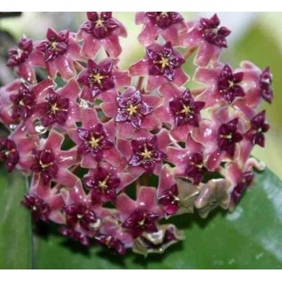 Hoya cinnamomifolia var purpureo fusca (Fleur de porcelaine, fleur de cire)