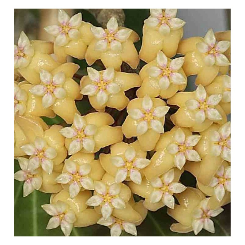 Hoya cominsii (Fleur de porcelaine, fleur de cire)