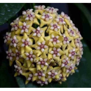 Hoya coriaceai (Fleur de porcelaine, fleur de cire)