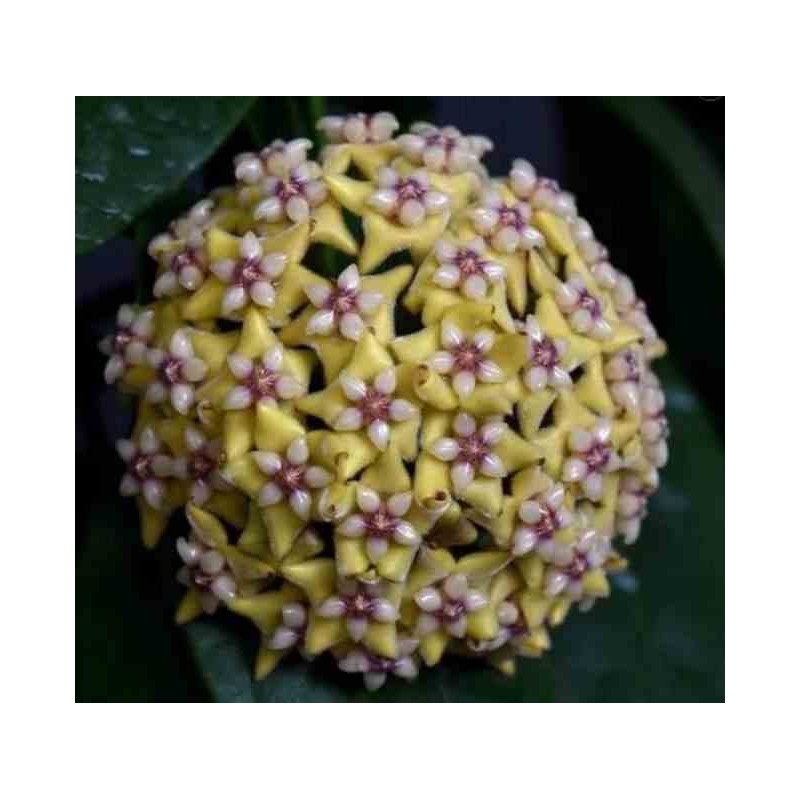 Hoya coriaceai (Fleur de porcelaine, fleur de cire)