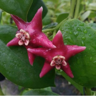 Hoya coronaria (rose) (Fleur de porcelaine, fleur de cire)