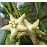 Hoya coronaria (énorme fleur blanche) (Fleur de porcelaine, fleur de cire)