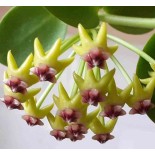 Hoya cumingiana (Fleur de porcelaine, fleur de cire)