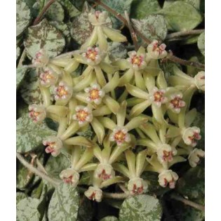 Hoya curtisii (Fleur de porcelaine, fleur de cire)