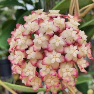Hoya cv. jennifer (Fleur de porcelaine, fleur de cire)