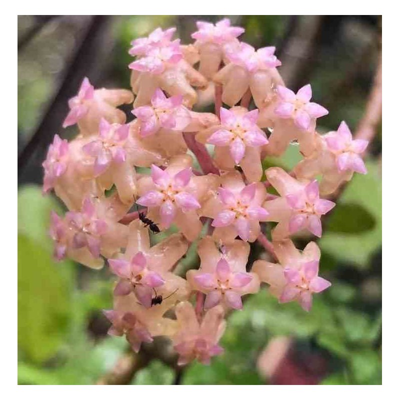Hoya cv. joy (Fleur de porcelaine, fleur de cire)