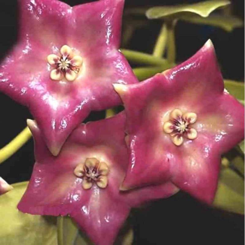 CV Hoya. Monette (Fleur de porcelaine, fleur de cire)