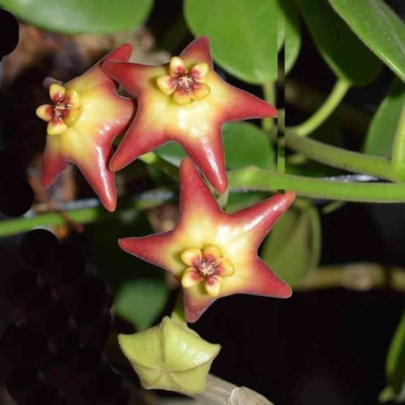 Hoya cv. optimistic (Fleur de porcelaine, fleur de cire)
