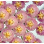 Hoya cv. Rebecca (Fleur de porcelaine, fleur de cire)