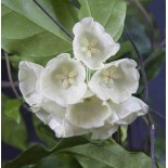 Hoya danumensis (Fleur de porcelaine, fleur de cire)
