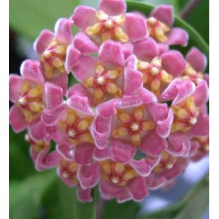 Hoya davidcummingii (Fleur de porcelaine, fleur de cire)