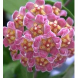 Hoya davidcummingii (Fleur de porcelaine, fleur de cire)