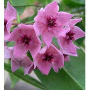 Hoya dennisii (Fleur de porcelaine, fleur de cire)