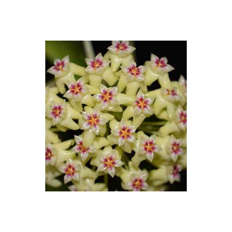 Hoya dolichosparte jaune (Fleur de porcelaine, fleur de cire)