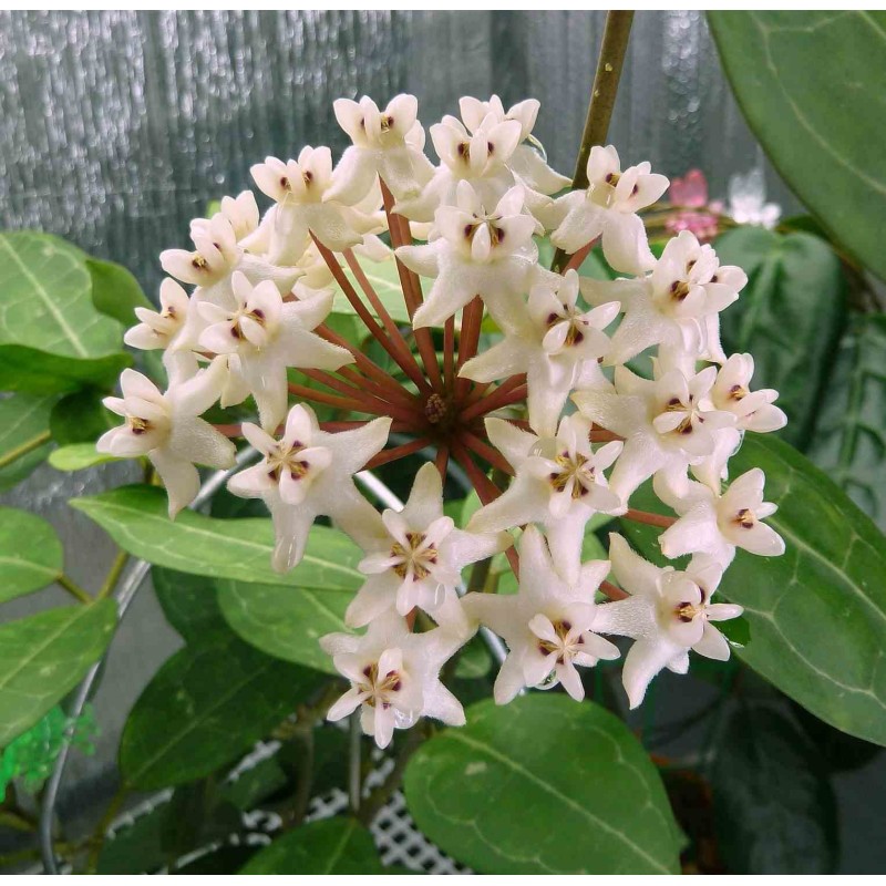 Hoya elliptica (Fleur de porcelaine, fleur de cire)