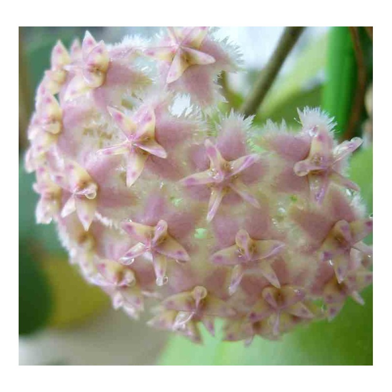 Hoya erythrostemma rose (Fleur de porcelaine, fleur de cire)
