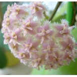 Hoya erythrostemma rose (Fleur de porcelaine, fleur de cire)