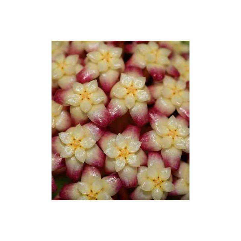 Hoya finlaysonii (Fleur de porcelaine, fleur de cire)