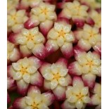 Hoya finlaysonii (Fleur de porcelaine, fleur de cire)