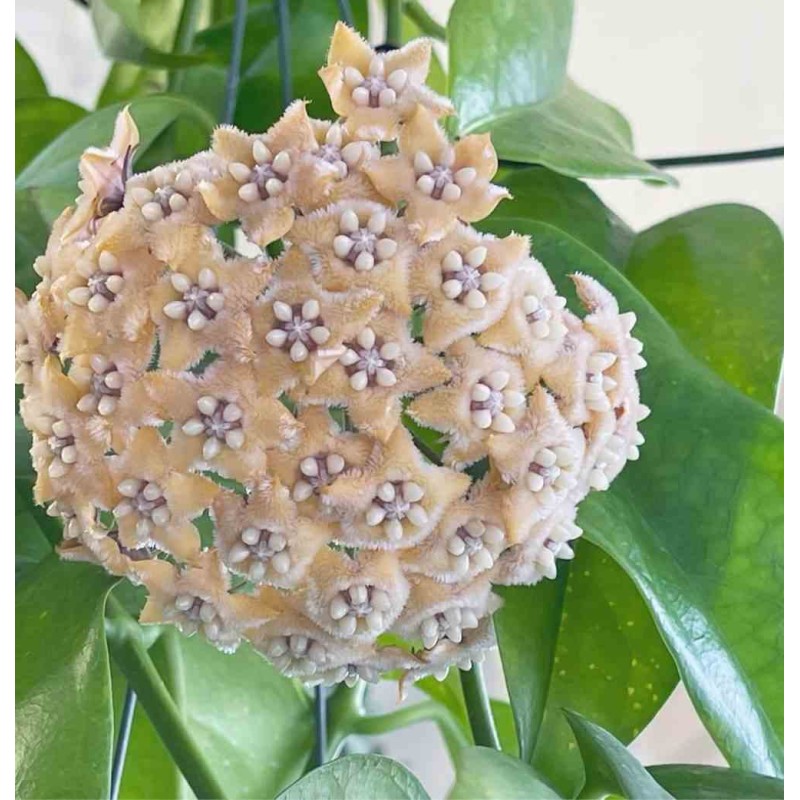 Hoya fraterna (Fleur de porcelaine, fleur de cire)