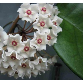 Champignons Hoya (Fleur de porcelaine, fleur de cire)
