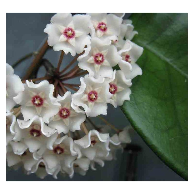 Hoya fungii (Fleur de porcelaine, fleur de cire)