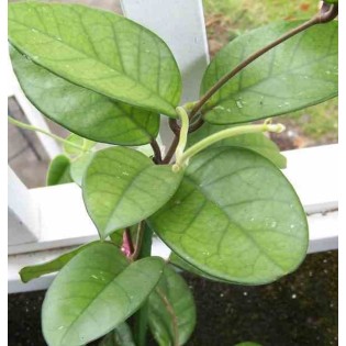 Hoya fungii (Fleur de porcelaine, fleur de cire)