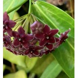 Hoya globulifera (Fleur de porcelaine, fleur de cire)
