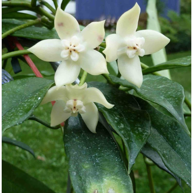 Hoya griffithii (Fleur de porcelaine, fleur de cire)