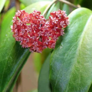 Hoya ilagiorum (Fleur de porcelaine, fleur de cire)