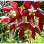 Hoya imperialis Grande fleur rouge(Fleur de porcelaine, fleur de cire)